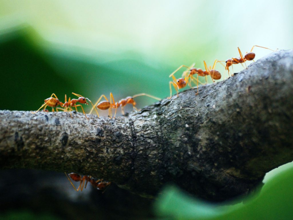 Ants 1 1024x768 